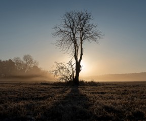 Klubová soutěž na téma 'Strom (solitér)'